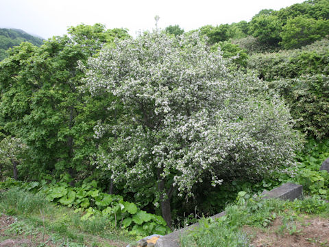 Malus baccata var. mandshurica