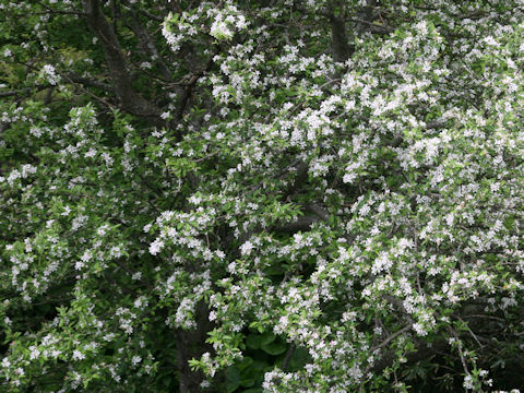 Malus baccata var. mandshurica