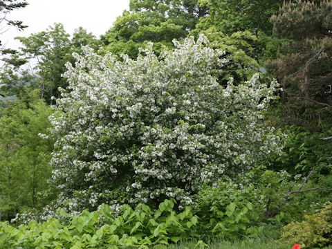 Malus baccata var. mandshurica