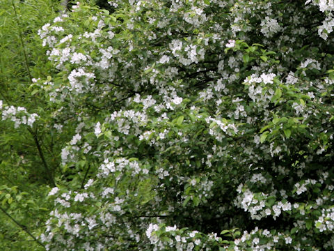 Malus baccata var. mandshurica