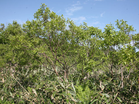 Malus baccata var. mandshurica