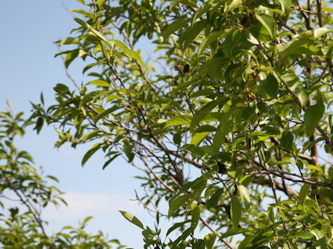 Malus baccata var. mandshurica