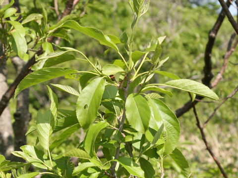 Malus baccata var. mandshurica