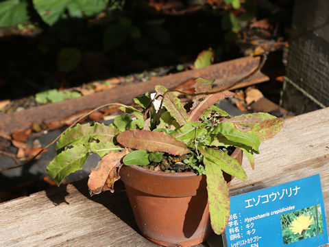 Hypochoeris crepidioides