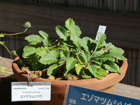 Scabiosa jezoensis