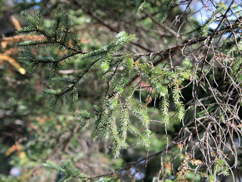 Picea jezoensis