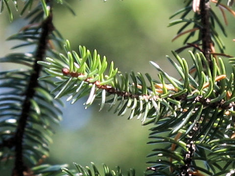 Picea jezoensis