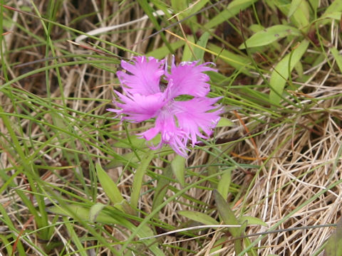 Dianthus superbus var. superbus