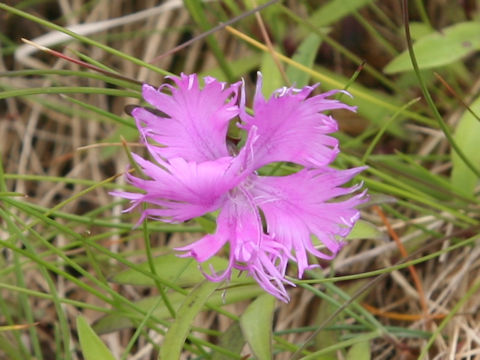 Dianthus superbus var. superbus