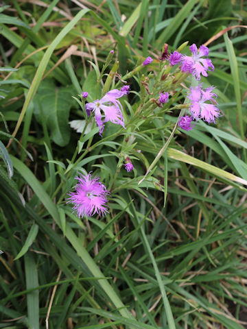 Dianthus superbus var. superbus