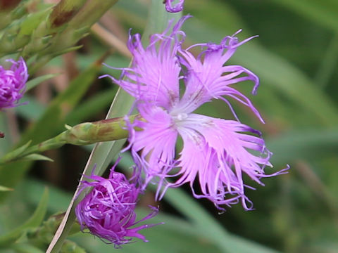 Dianthus superbus var. superbus