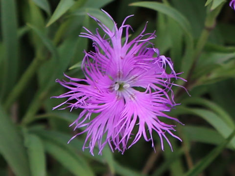 Dianthus superbus var. superbus