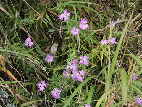 Dianthus superbus var. superbus