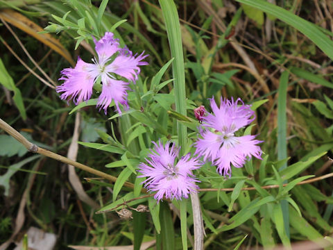 Dianthus superbus var. superbus