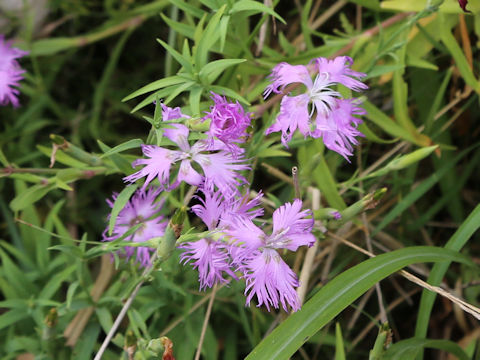 Dianthus superbus var. superbus