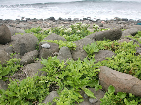 Senecio pseudoarnica