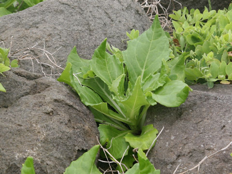 Senecio pseudoarnica