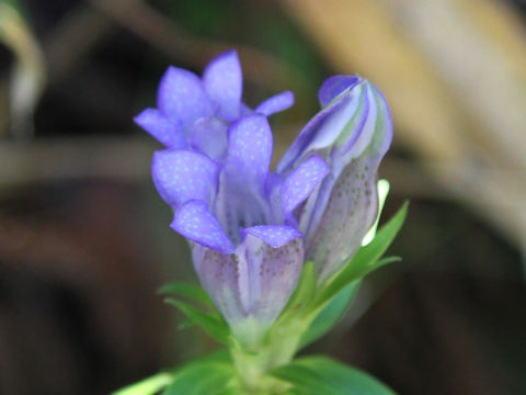 Gentiana triflora var. japonica