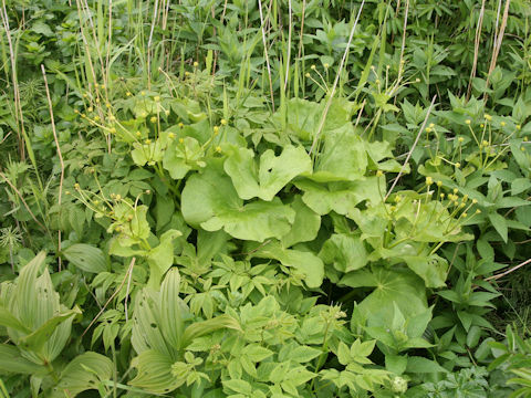 Caltha palustris var. barthei