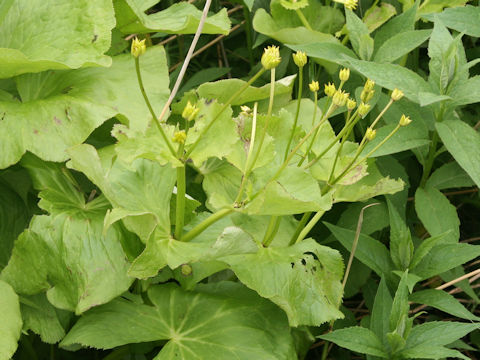 Caltha palustris var. barthei