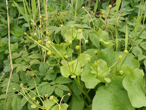 Caltha palustris var. barthei