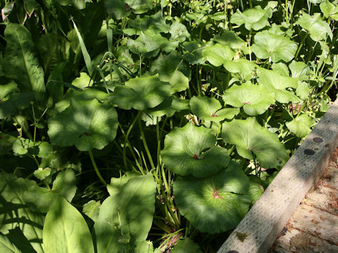 Caltha palustris var. barthei
