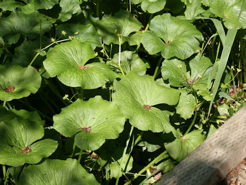 Caltha palustris var. barthei