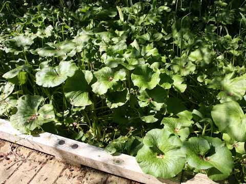 Caltha palustris var. barthei