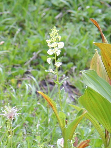 Pedicularis yezoensis