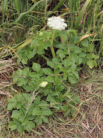 Coelopleurum gmelinii