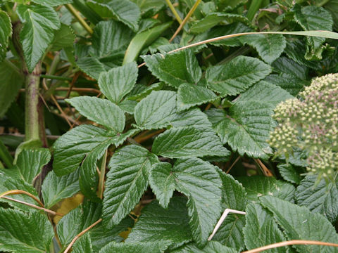 Coelopleurum gmelinii