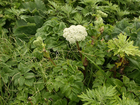 Coelopleurum gmelinii