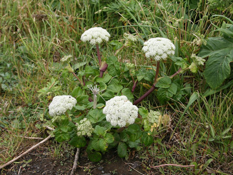 Coelopleurum gmelinii