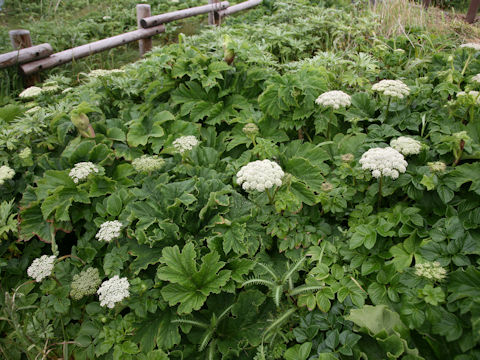 Coelopleurum gmelinii