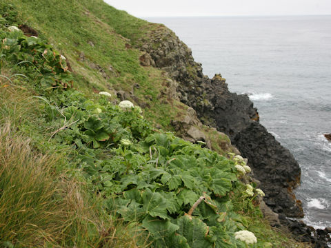 Coelopleurum gmelinii