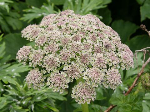 Coelopleurum gmelinii