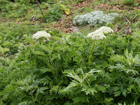 Coelopleurum gmelinii