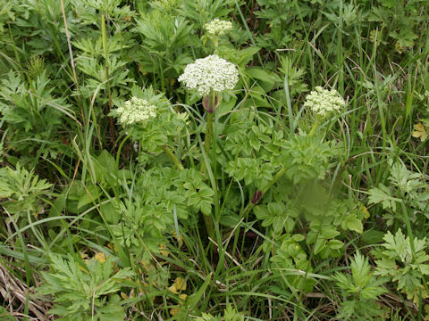 Coelopleurum gmelinii