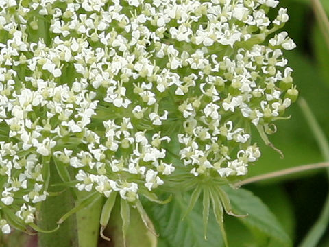 Coelopleurum gmelinii