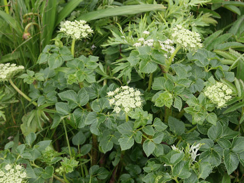 Coelopleurum gmelinii