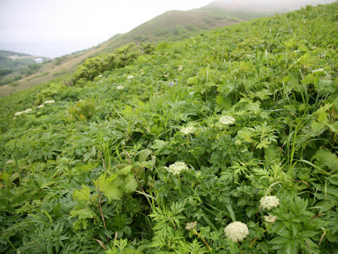 Coelopleurum gmelinii