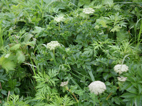 Coelopleurum gmelinii