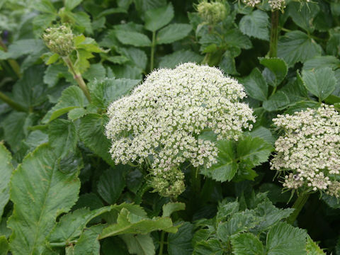 Coelopleurum gmelinii