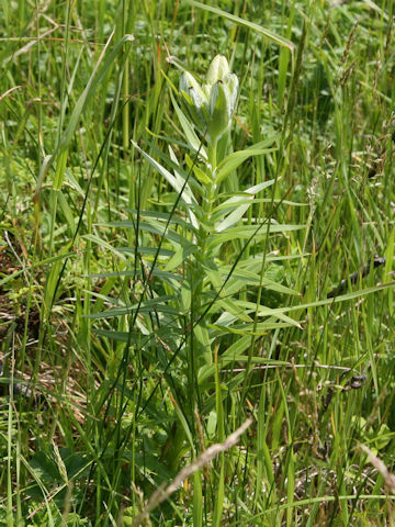 Lilium maculatum ssp. dauricum