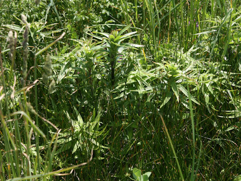 Lilium maculatum ssp. dauricum