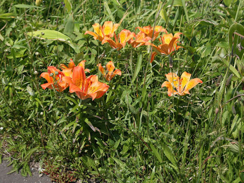 Lilium maculatum ssp. dauricum