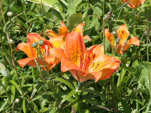 Lilium maculatum ssp. dauricum