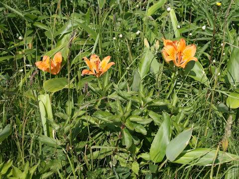 Lilium maculatum ssp. dauricum