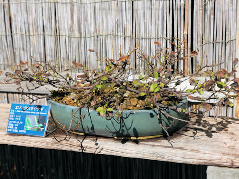 Salix nakamurana ssp. yezoalpina