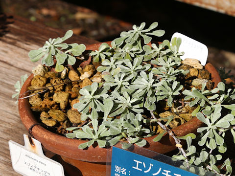 Antennaria dioica